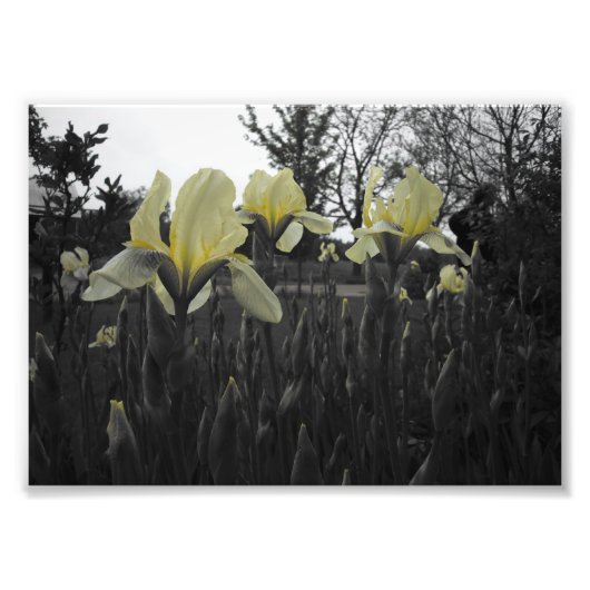 Impression Photo Irises Jaunes (Devant)