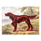Impression Photo Irish Setter 1900 (Devant)
