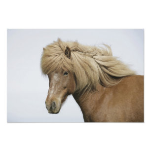 Impression Photo Islande. Portrait d'un cheval islandais.