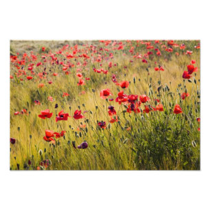Impression Photo Italie, Toscane, Coquelicots dans un champ de blé 