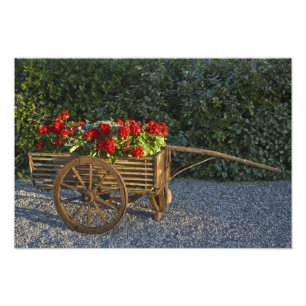 Impression Photo Italie, Toscane. Les géraniums rouges débordent d'