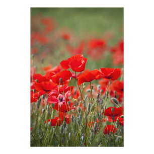 Impression Photo Italie, Toscane, Masse de coquelicots d'été en