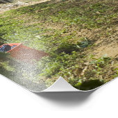 Impression Photo Italie, Toscane, Montalcino. Bonnets de cueillette (Coin)