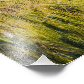 Impression Photo Italie, Toscane, Pavot solitaire au printemps Blé (Coin)