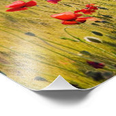 Impression Photo Italie, Toscane, Poppies dans le champ de blé de p (Coin)