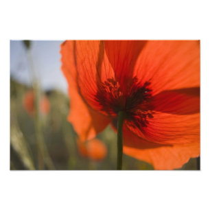 Impression Photo Italie, Toscane, Poppies d'été en Toscane Largeur