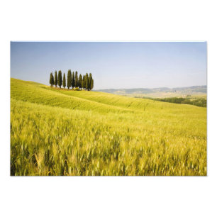 Impression Photo Italie, Toscane, Regroupement de cyprès toscans 2