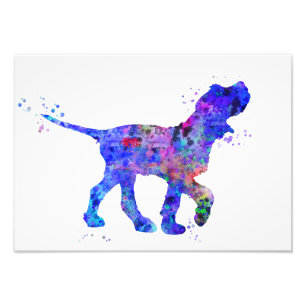 Impression Photo Italien Spinone