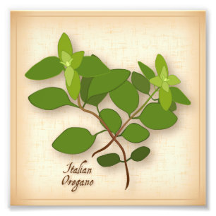 Impression photo italienne Oregano