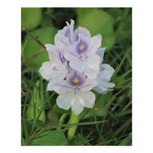 Impression Photo Jacinthe d'eau en fleurs - Fleur aquatique tropica