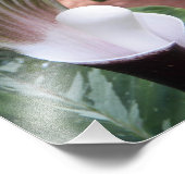 Impression Photo Jack-in-the-Pulpit Plante Floral (Coin)