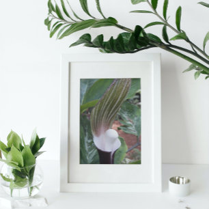 Impression Photo Jack-in-the-Pulpit Plante Floral