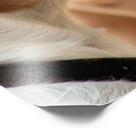 IMPRESSION PHOTO JACK RUSSELL TERRIER CHIEN (Coin)