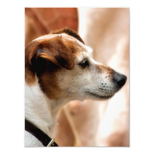 IMPRESSION PHOTO JACK RUSSELL TERRIER CHIEN (Devant)