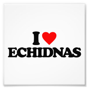 IMPRESSION PHOTO J'AIME DES ECHIDNAS