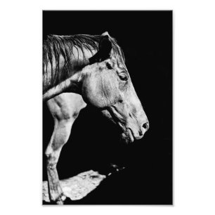 Impression Photo jambe de cheval de tête
