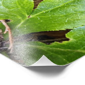 Impression Photo Japonais Peint Fern et Foliage Botanique (Coin)