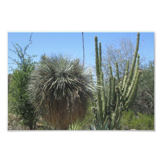 Impression Photo Jardin de Cactus (Devant)