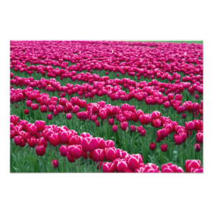 Impression Photo Jardin de tulipes à floraison printanière en