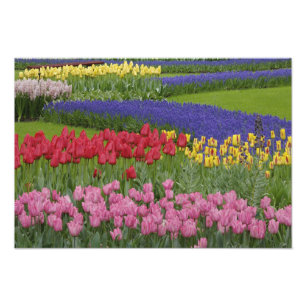 Impression Photo Jardin de tulipes, de raisin Hyacinth et