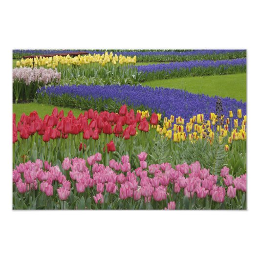 Impression Photo Jardin de tulipes, Muscari et (Devant)