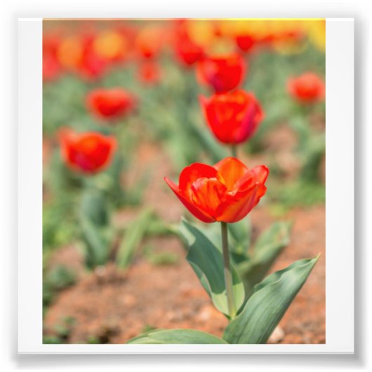Impression Photo Jardin des Tulipes rouges (Devant)