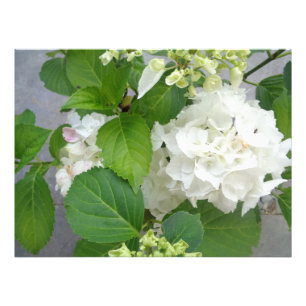 Impression Photo Jardin naturel blanc vert de fleurs d'Hydrangea Pl