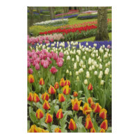 Jardin Tulip et jacinthe, Jardins de Keukenhof,