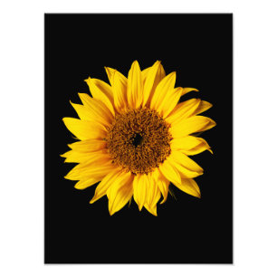 Impression Photo Jaune de tournesol sur le noir - fleurs