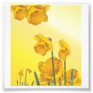 Impression Photo Jaune Narcisse Daffodique