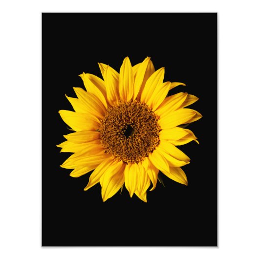 Impression Photo Jaune Tournesol sur Noir - Tournesols Personnalisé (Devant)