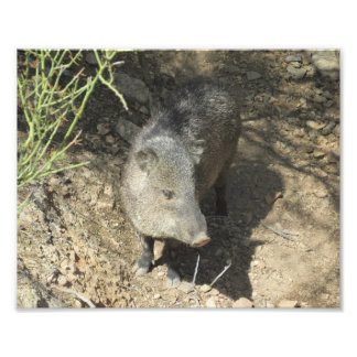 Impression Photo Javelina
