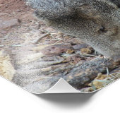 Impression Photo Javelina (Coin)