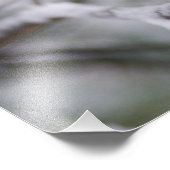 Impression Photo Jay bleu, Cyanocitta cristata (Coin)