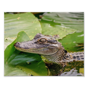 Impression Photo Jeune Alligator