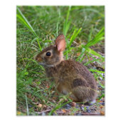 Impression Photo Jeune Lapin (Devant)