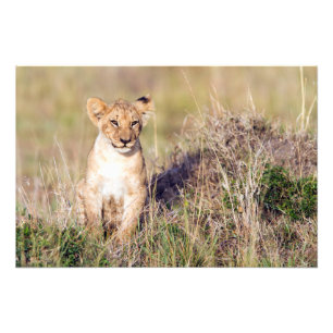 Impression Photo Jeune lion
