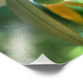 Impression Photo Jeune Olive Sur Une Branche (Coin)