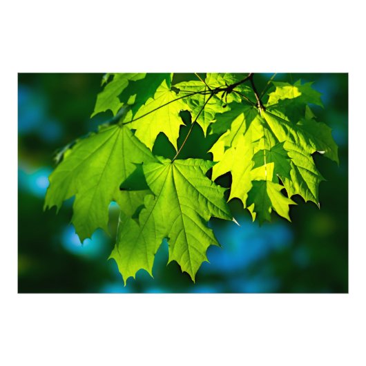 Impression Photo Jeunes feuilles de érable vertes (Devant)