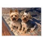 Impression Photo JoAn Nicolas Rosie (Devant)