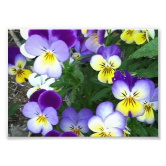 Impression Photo Johnny saute vers le haut (Devant)