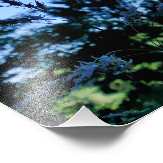 Impression Photo Johnson Grass (Coin)