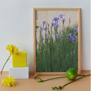 Impression Photo Joli Blue Irises Floral