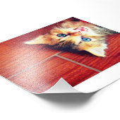 Impression Photo Joli chat (Coin)