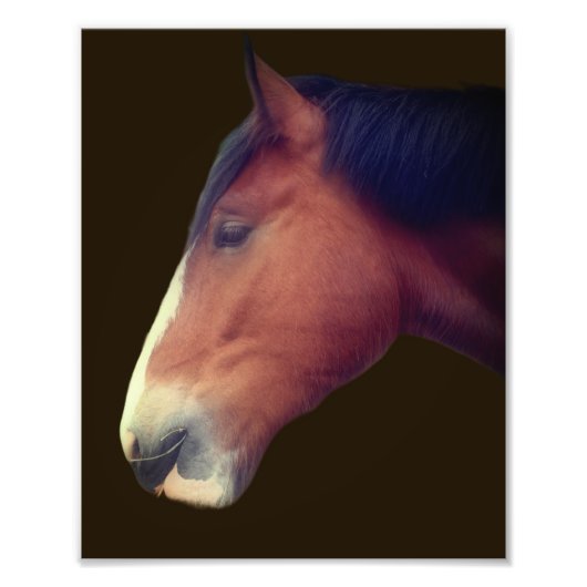 Impression Photo Joli Cheval Chire Brouillon Face 8x10 (Devant)