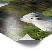 Impression Photo Joli chiot blanc (Coin)