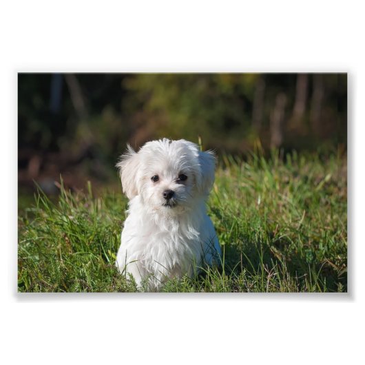 Impression Photo Joli chiot blanc (Devant)