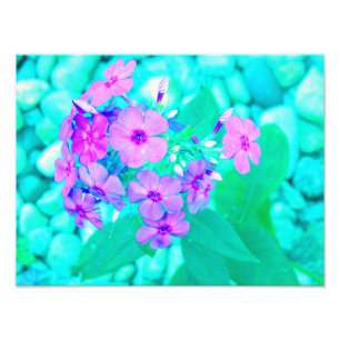 Impression Photo Joli jardin rose Fleur Phlox sur Aquamarine
