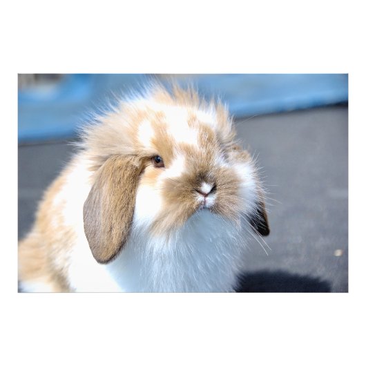 Impression Photo Joli lapin blanc et brun flamand (Devant)