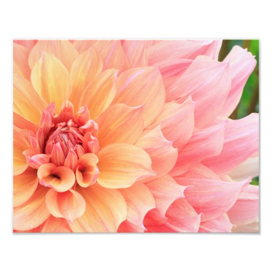 Impression Photo Joli Pastel rose et jaune Dinnerplate Dahlia (Devant)